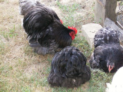 2012-es_tenyesz_cochinok_002.jpg