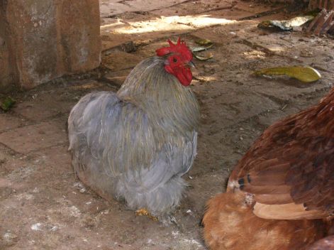 2012-es_tenyesz_cochinok_008.jpg
