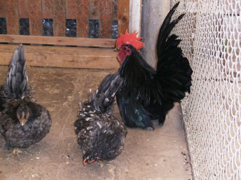 2013-as_tenyeszparok_002.jpg
