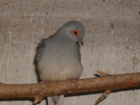 madarak_055.jpg