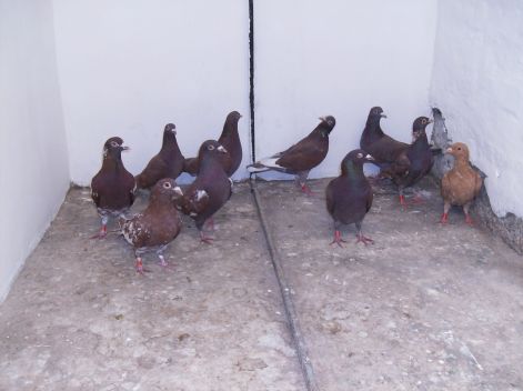 Meulemans vörösek