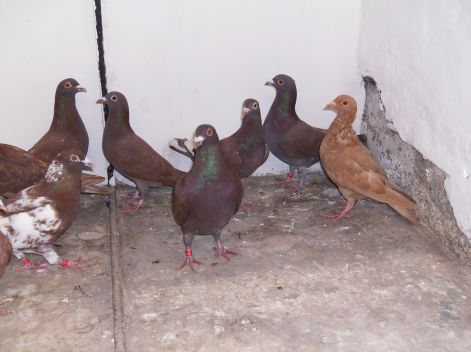 Meulemans vörösek