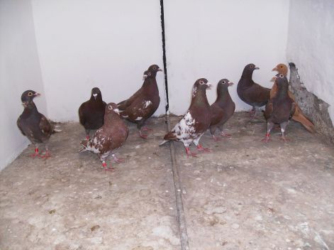 Meulemans vörösek
