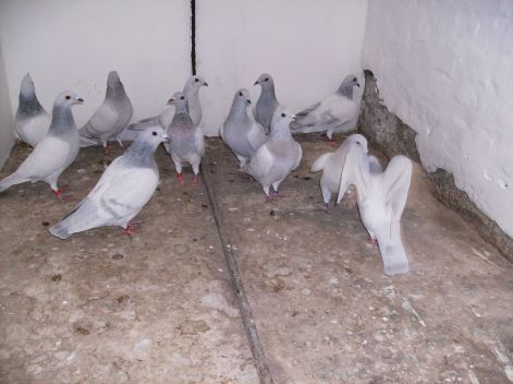 Szalagos gyöngyszürke (Milk)