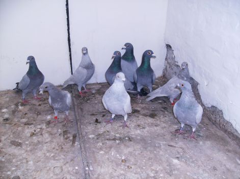 postacochinchabo_019.jpg
