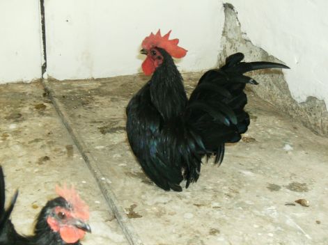 Chabo kakasok