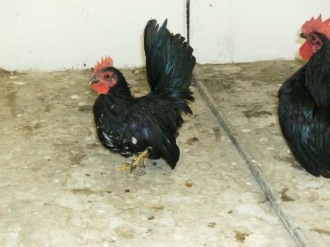 Chabo kakasok