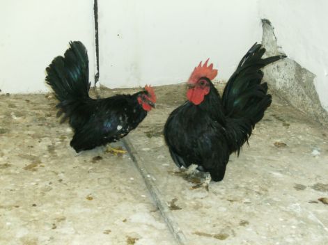 Chabo kakasok