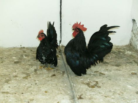 Chabo kakasok