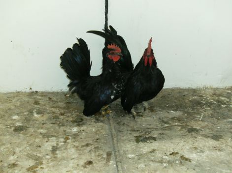 Chabo kakasok